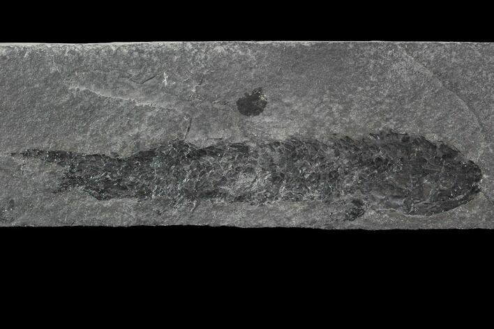 Devonian Lobed-Fin Fish (Osteolepis) - Scotland #93946